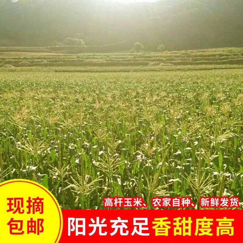 现摘甜玉米新鲜可生吃玉米棒(400一600e)10斤包邮