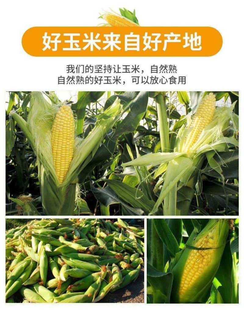现摘甜玉米新鲜可生吃玉米棒(400一600e)10斤包邮