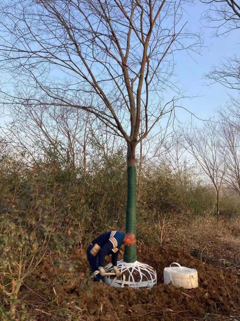 榉树供应，规格齐全，全冠大行距种植，棵棵精品