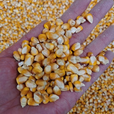 自然晾干玉米粒，代发货，支持样品！长期供货