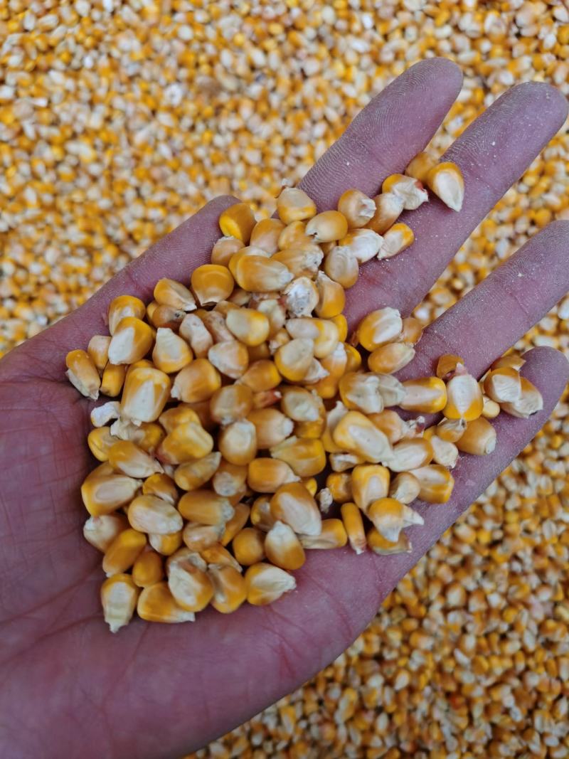 自然晾干玉米粒，代发货，支持样品！长期供货