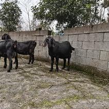 努比亚黑山羊繁殖基地