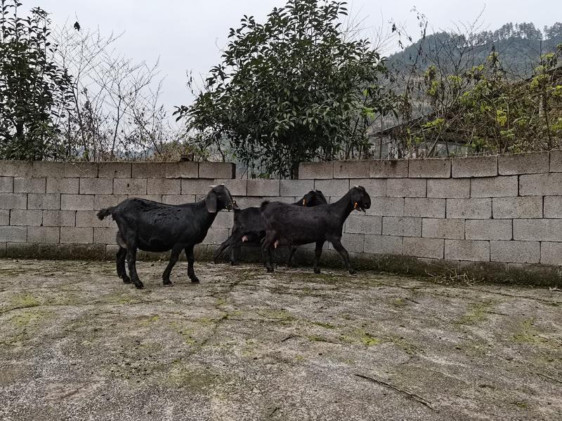 努比亚黑山羊繁殖基地