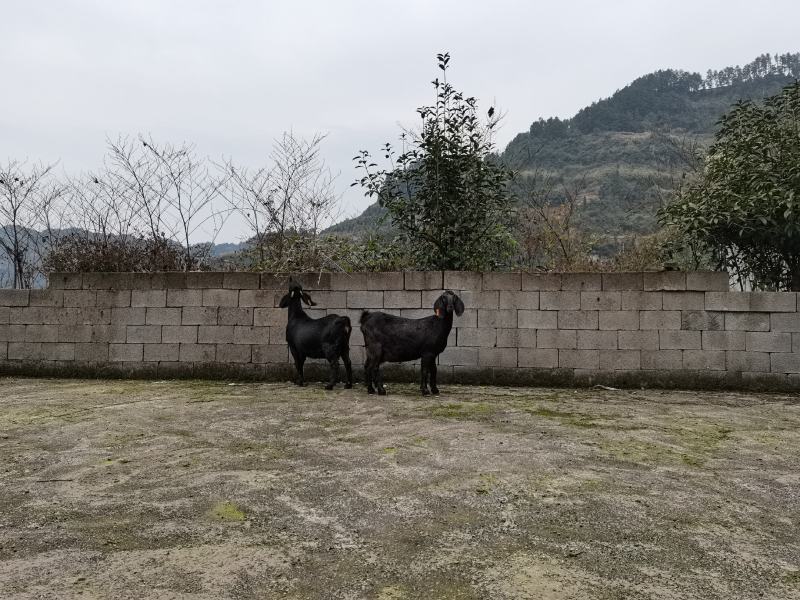 努比亚黑山羊繁殖基地