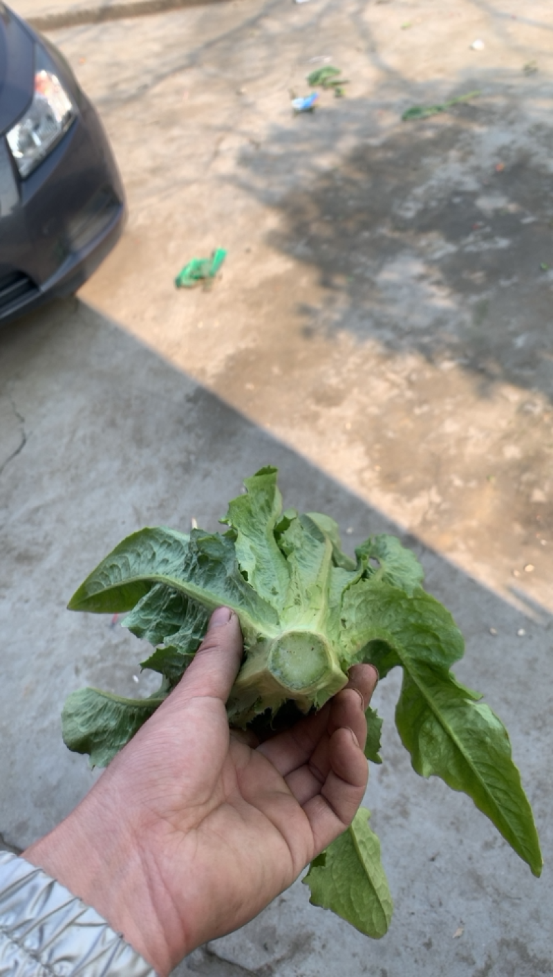 精品油麦菜，，，，，