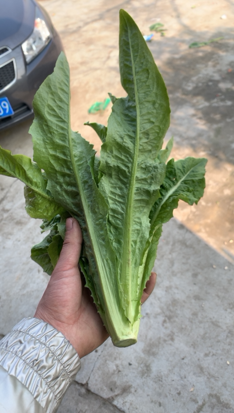精品油麦菜，，，，，