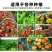 粪便发酵剂鸡粪鸭粪鹅粪猪粪牛粪羊粪发酵剂，一袋发酵五六吨