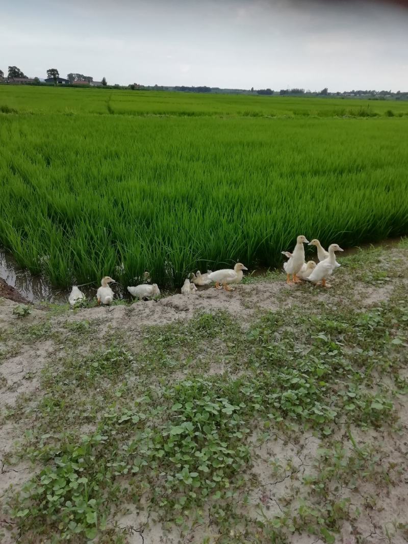 五常稻花香粥米，珍品粥米，五常稻花香产地发货，一件代发