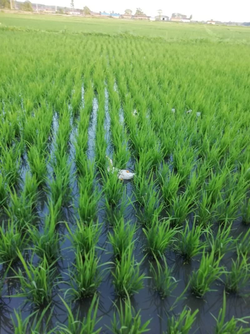 五常稻花香粥米，珍品粥米，五常稻花香产地发货，一件代发