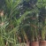 平安树基地直供！自家种植无中间商赚差价！薄利多销！欢迎您