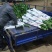 平安树基地直供！自家种植无中间商赚差价！薄利多销！欢迎您