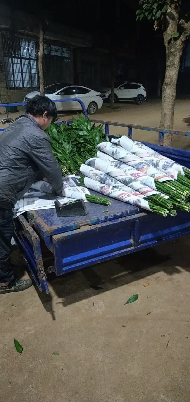 平安树基地直供！自家种植无中间商赚差价！薄利多销！欢迎您