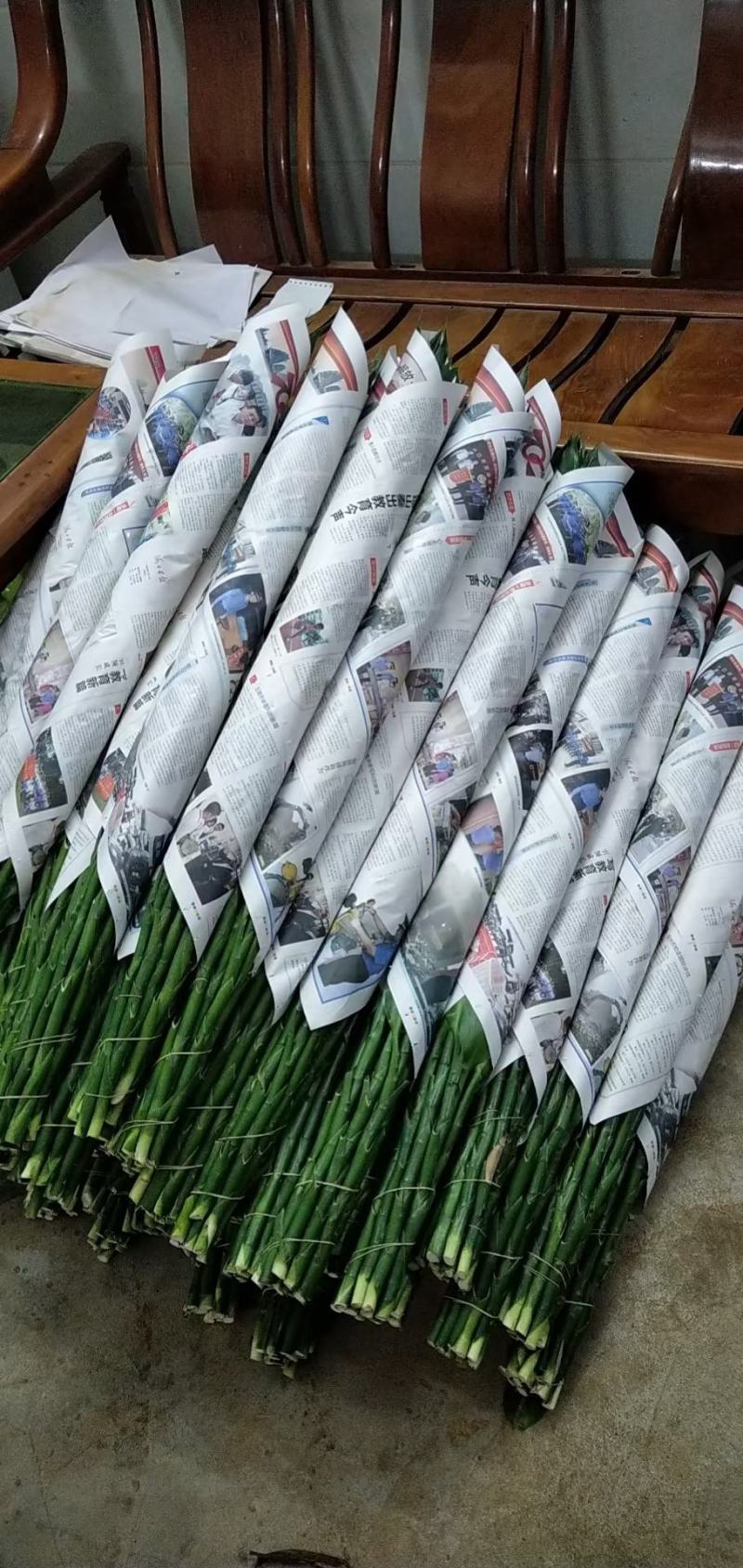 平安树基地直供！自家种植无中间商赚差价！薄利多销！欢迎您