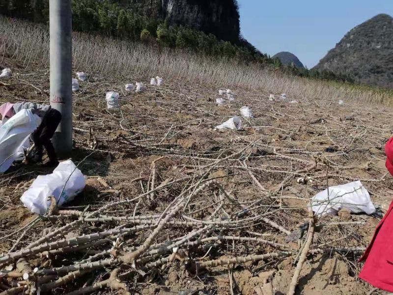 广西优质水晶木薯根产地直供代办代发张飞木薯羹
