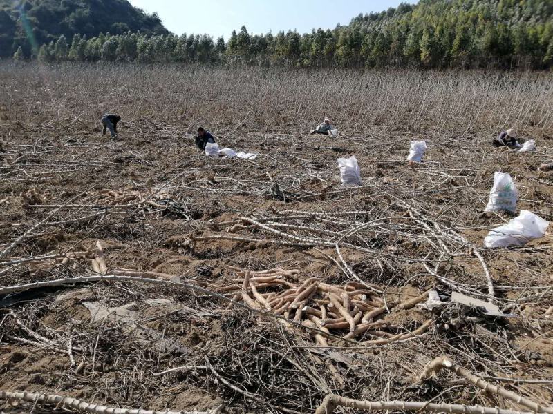 广西优质水晶木薯根产地直供代办代发张飞木薯羹