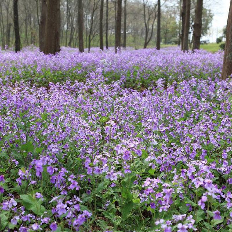 二月兰花种孑籽四季易活耐寒阴多年生宿根植物诸葛菜庭院公园