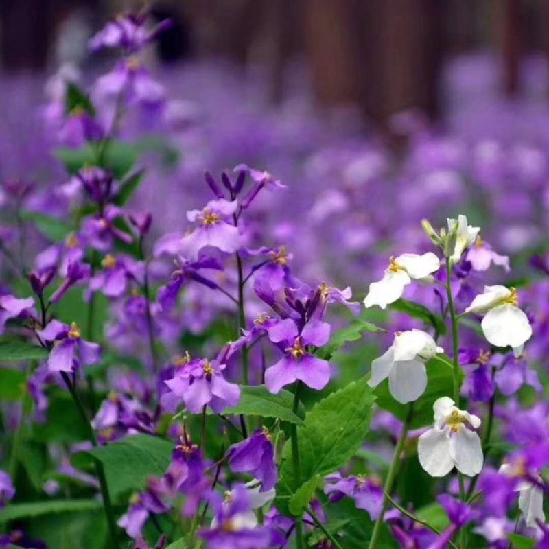 二月兰花种孑籽四季易活耐寒阴多年生宿根植物诸葛菜庭院公园