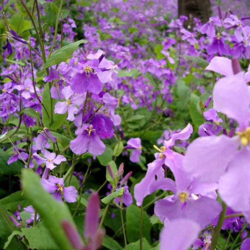 二月兰花种孑籽四季易活耐寒阴多年生宿根植物诸葛菜庭院公园