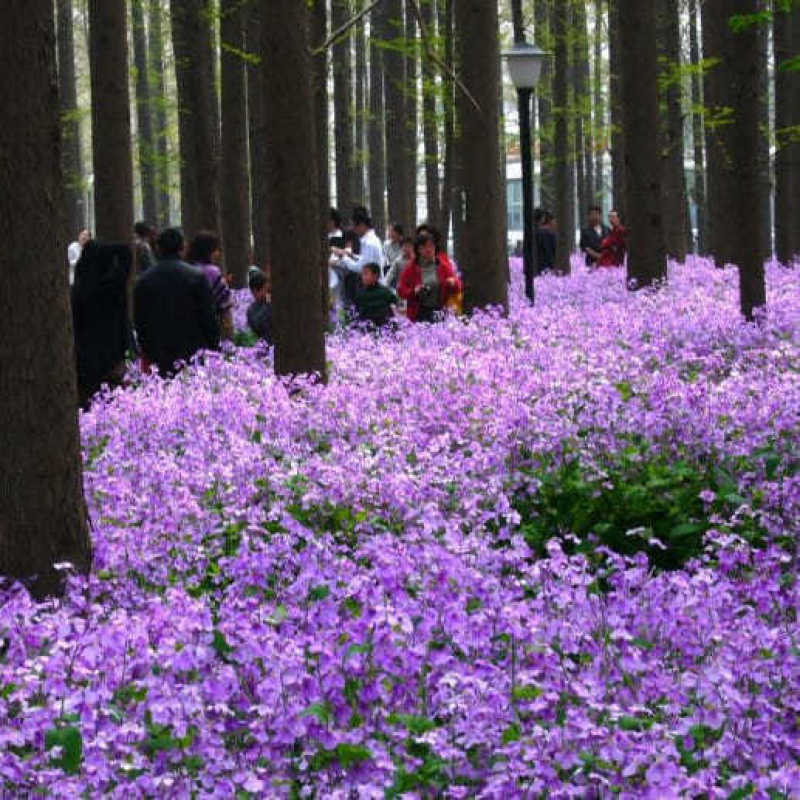 二月兰花种孑籽四季易活耐寒阴多年生宿根植物诸葛菜庭院公园