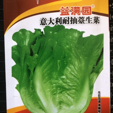 半结球生长速度快生菜种子意泰利2号