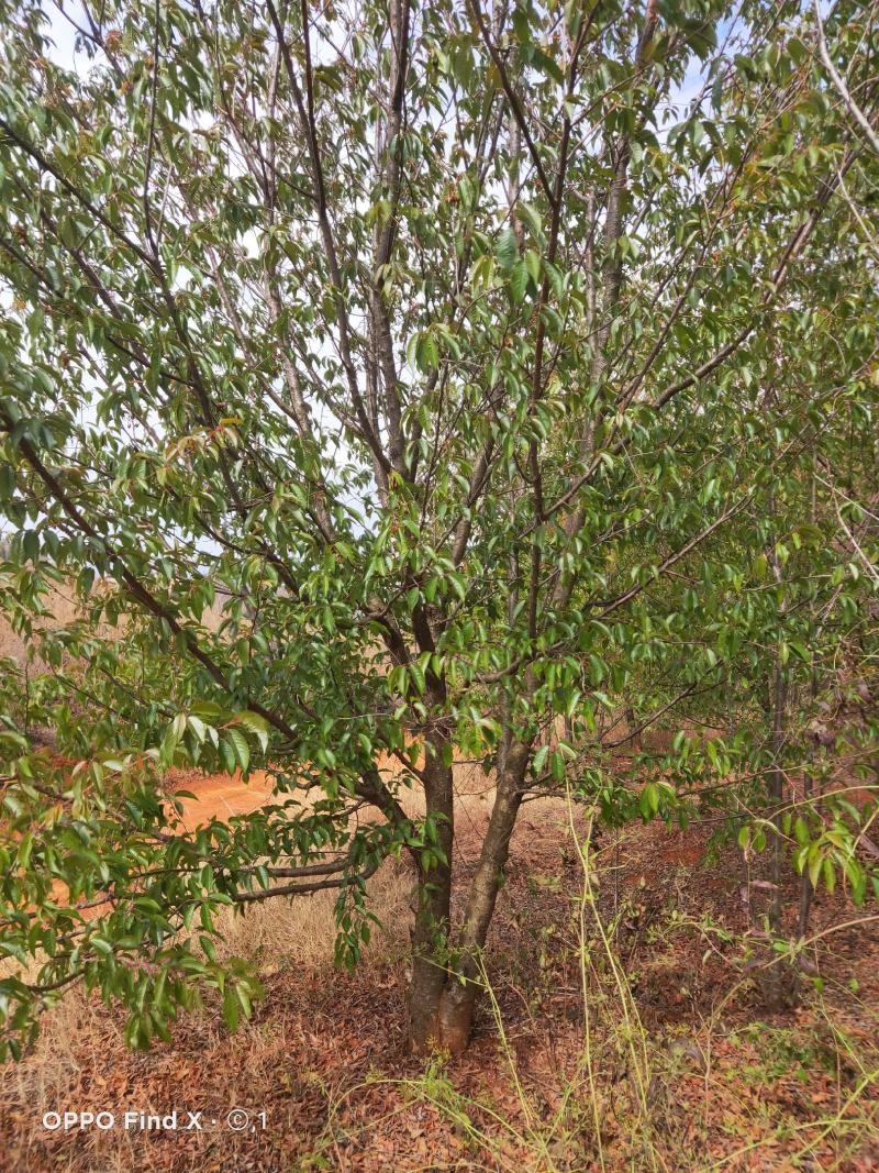 各规格云南本土冬樱，还有各种绿化苗木需要下单，价格好说