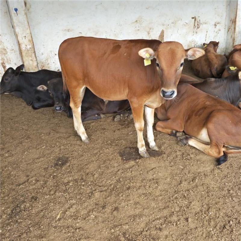 鲁西黄牛肉牛犊子三元杂交牛改良肉牛全国包邮货到付款