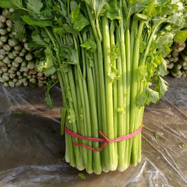 芹菜，小棵芹菜大量出售，地址安徽省砀山县。