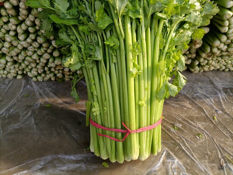 芹菜，小棵芹菜大量出售，地址安徽省砀山县。