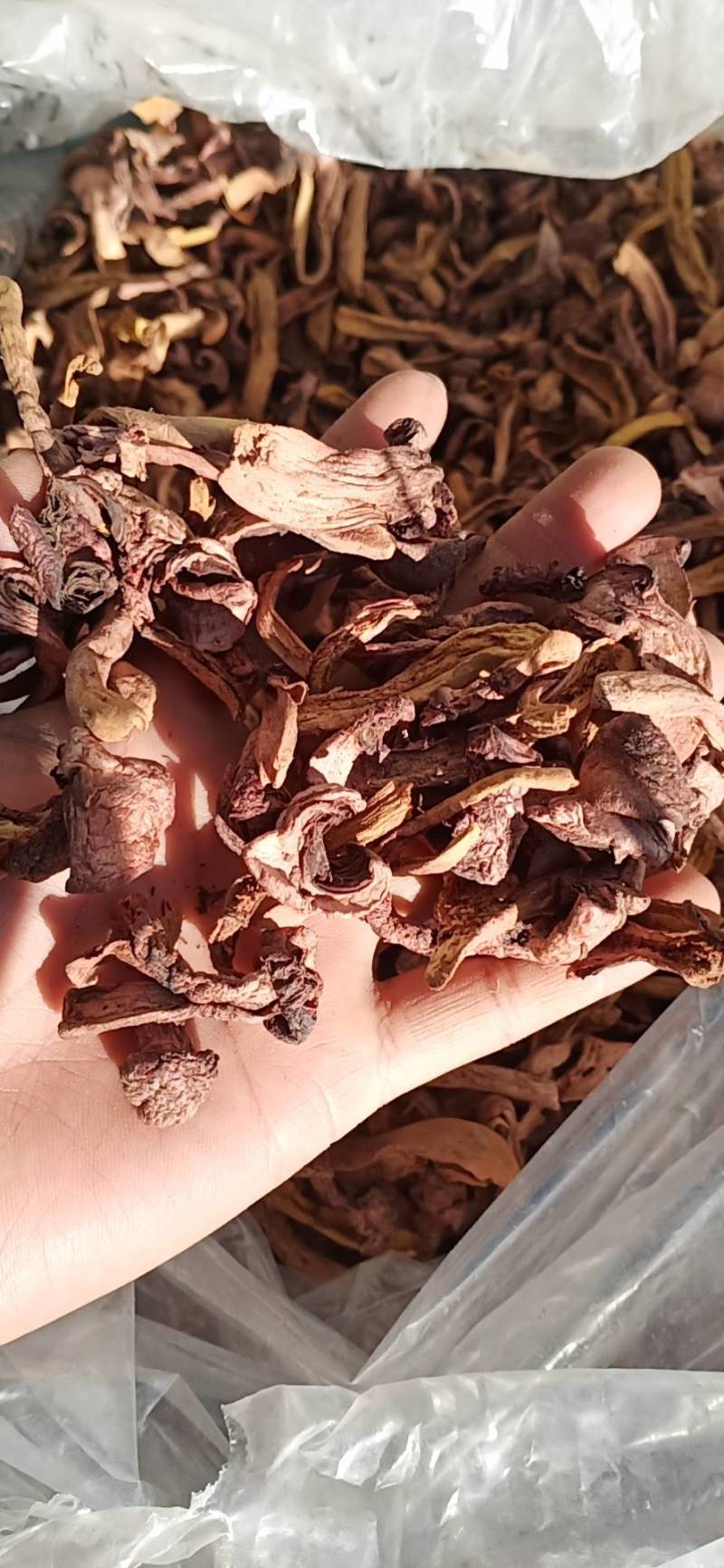 红蘑条，铆钉菇，秋板，批发零售，需要的联系