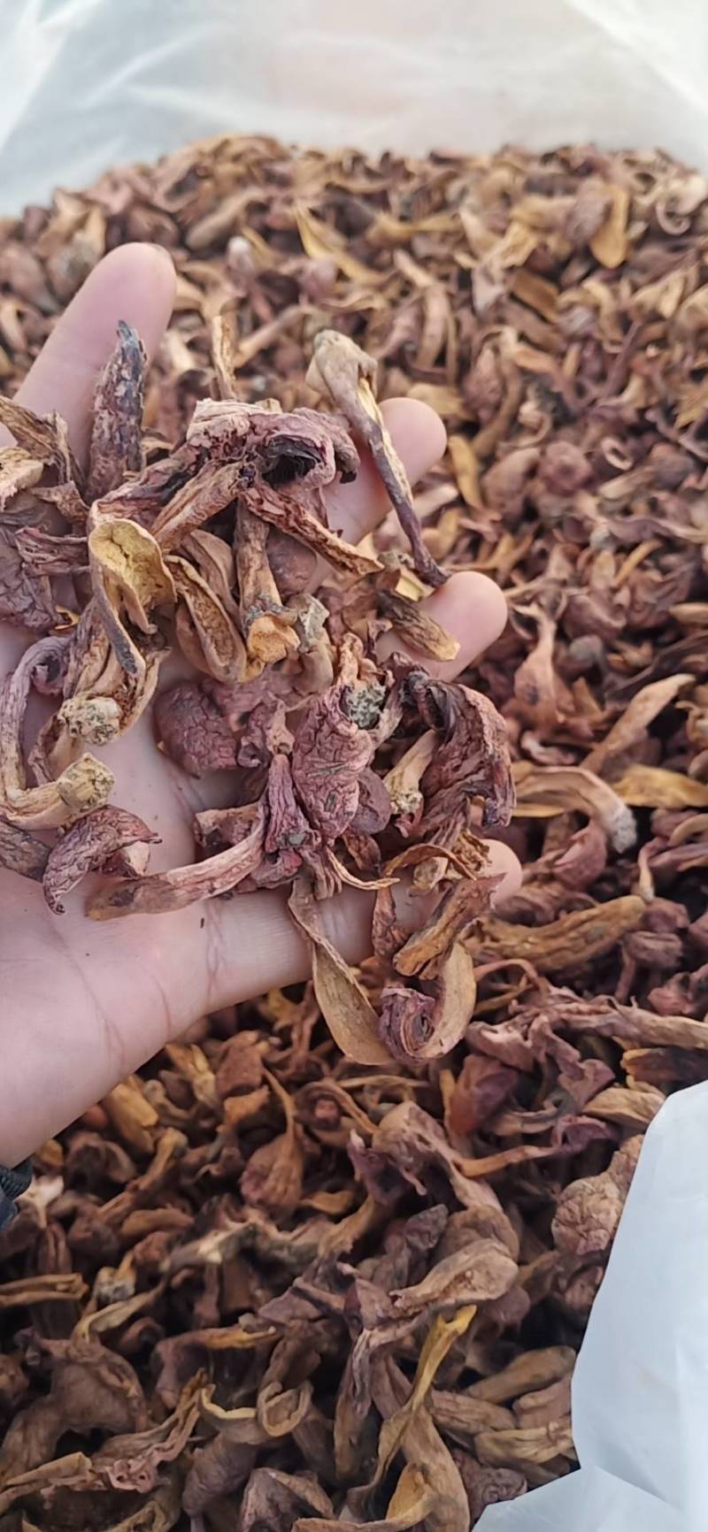 红蘑条，铆钉菇，秋板，批发零售，需要的联系
