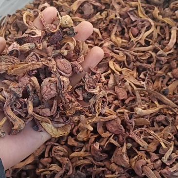 红蘑条，铆钉菇，秋板，批发零售，需要的联系