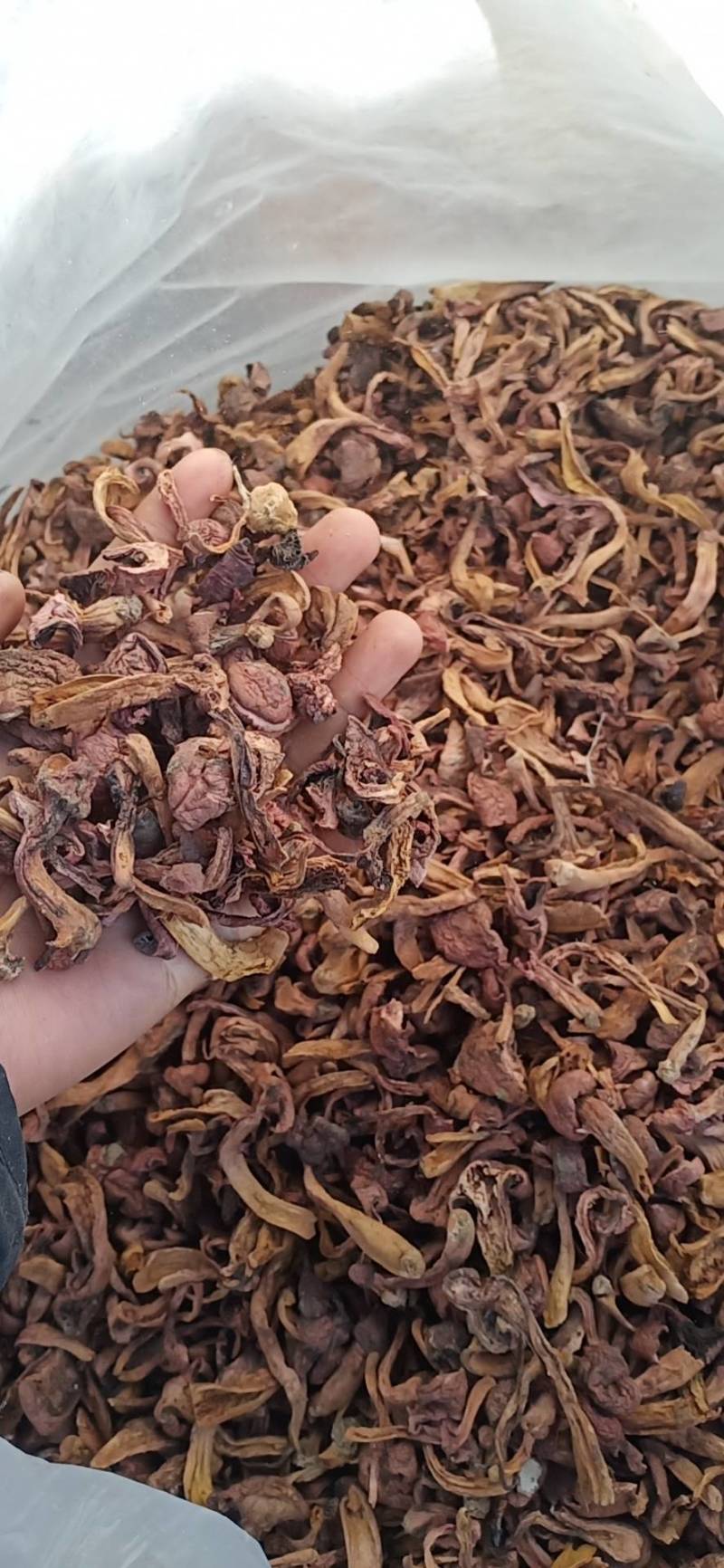 红蘑条，铆钉菇，秋板，批发零售，需要的联系
