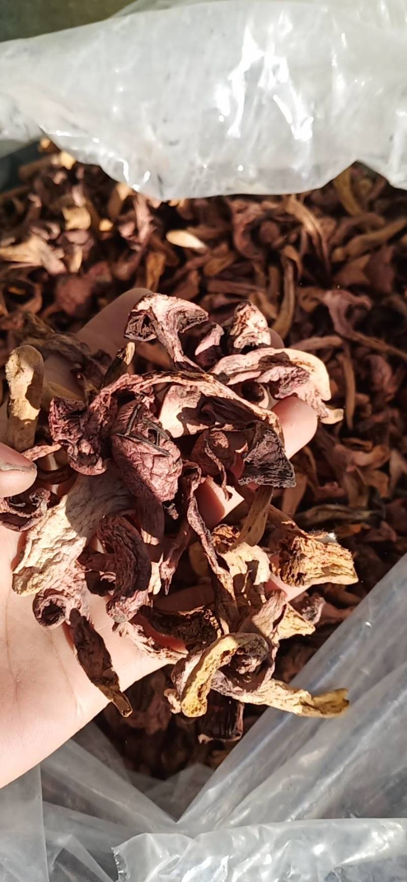 红蘑条，铆钉菇，秋板，批发零售，需要的联系
