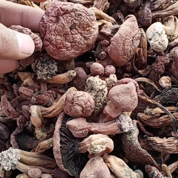 便宜红蘑，50批发，一手货源铆钉菇，红蘑，需要的联系