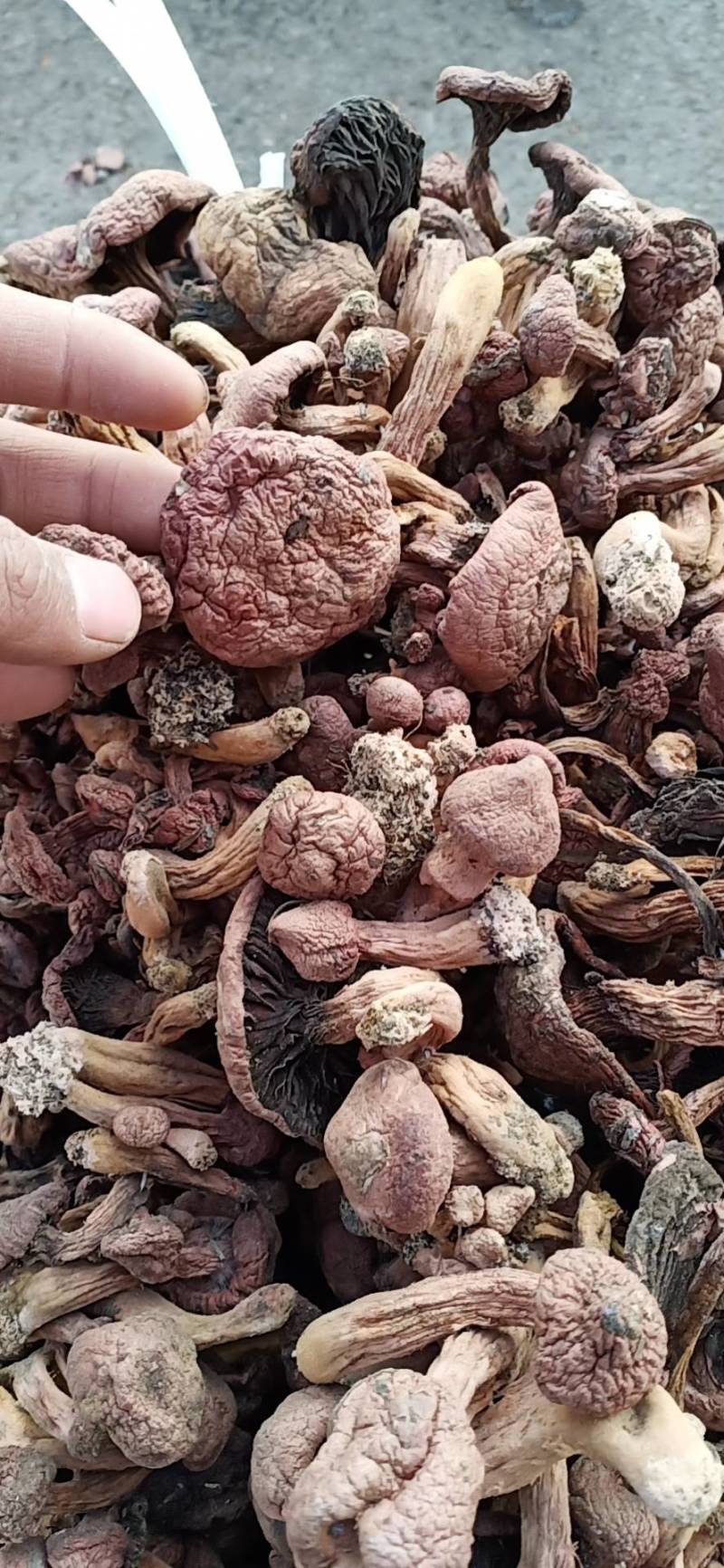 便宜红蘑，50批发，一手货源铆钉菇，红蘑，需要的联系