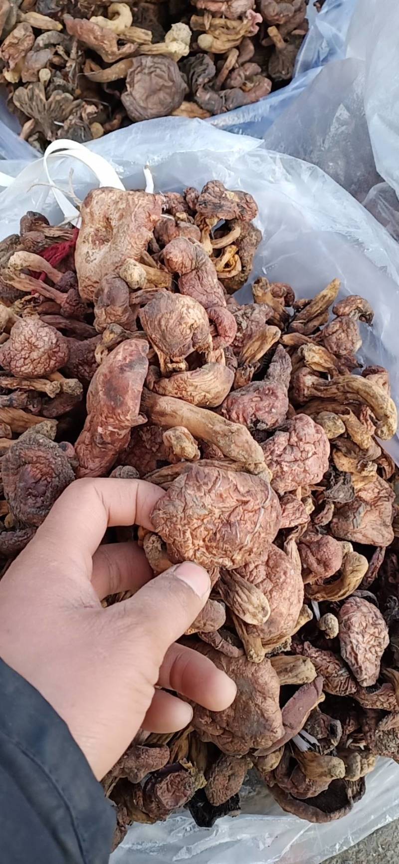 便宜红蘑，50批发，一手货源铆钉菇，红蘑，需要的联系