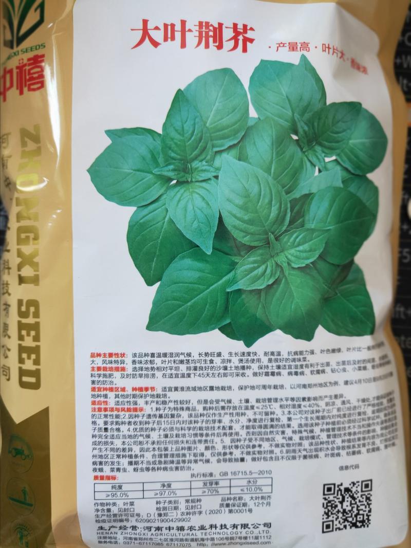郑研种业大叶荆芥种子叶片大产量高香味浓