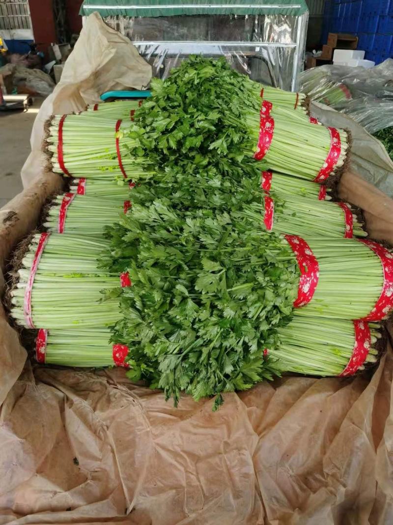 精品山东芹菜，产地直发无黄叶黄梗常年大量供应