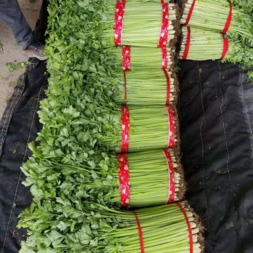 精品山东芹菜，产地直发无黄叶黄梗常年大量供应