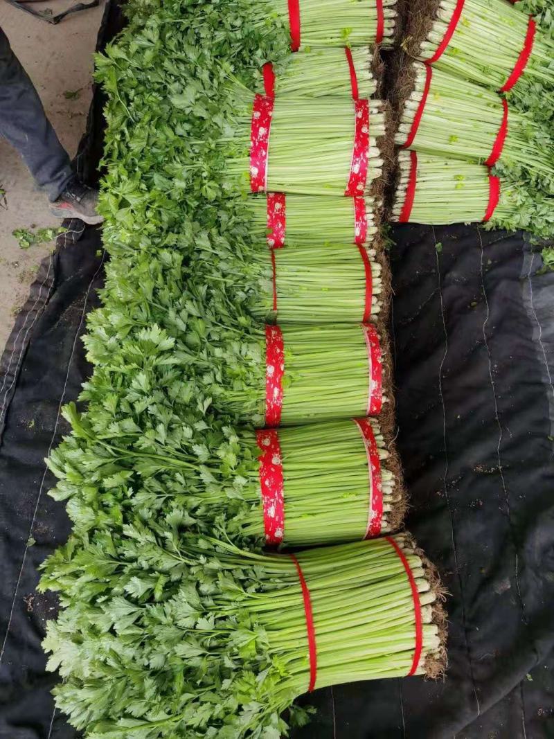 精品山东芹菜，产地直发无黄叶黄梗常年大量供应