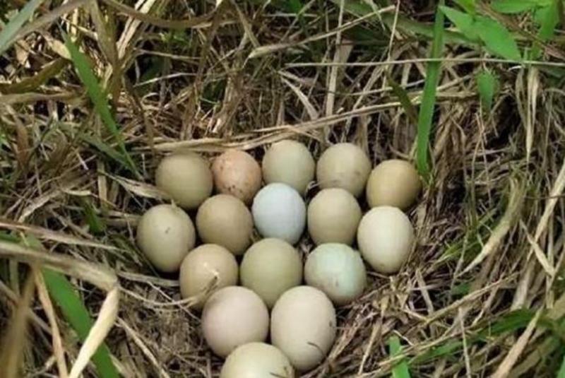 【宝宝营养蛋】七彩山鸡蛋野鸡蛋正宗农家散养新鲜鸡蛋营养高