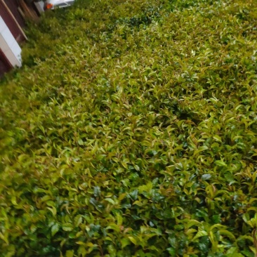 优良高产小叶苦丁茶苗