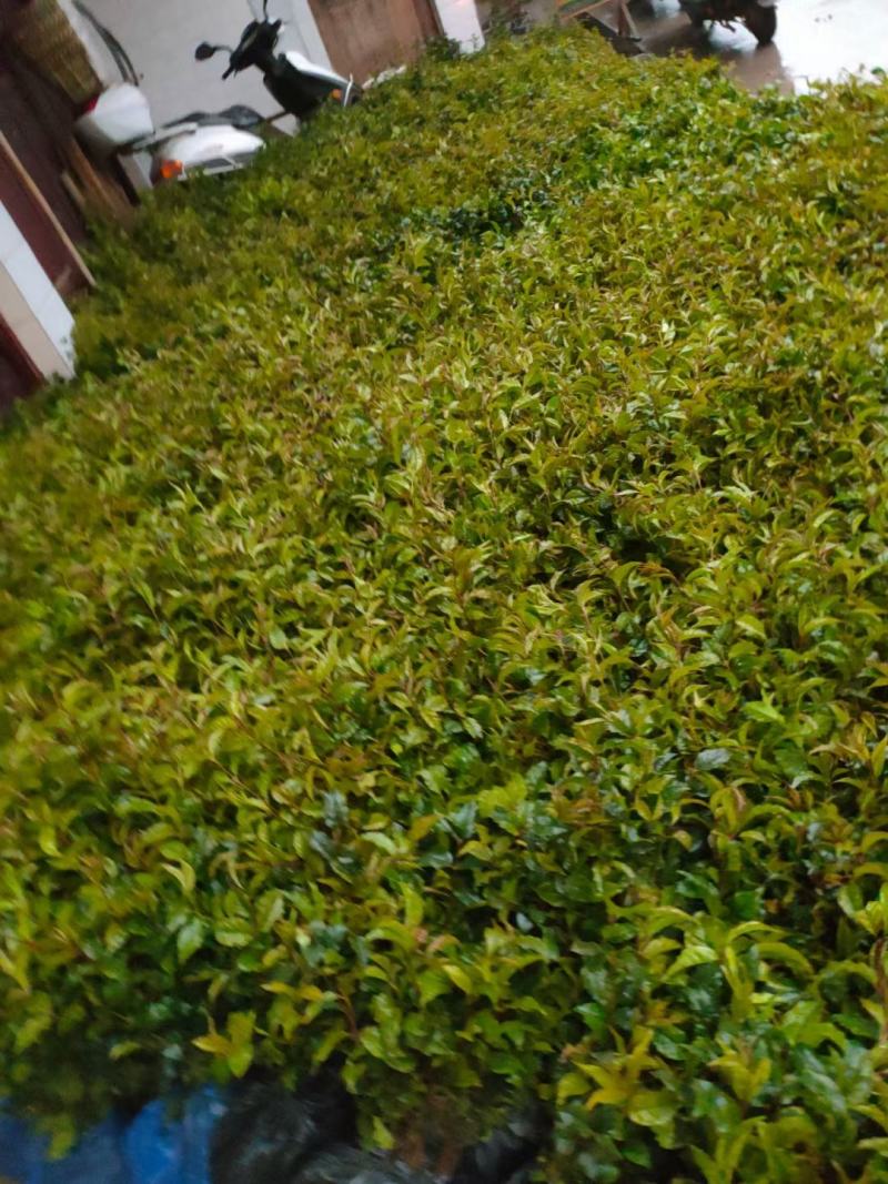 优良高产小叶苦丁茶苗