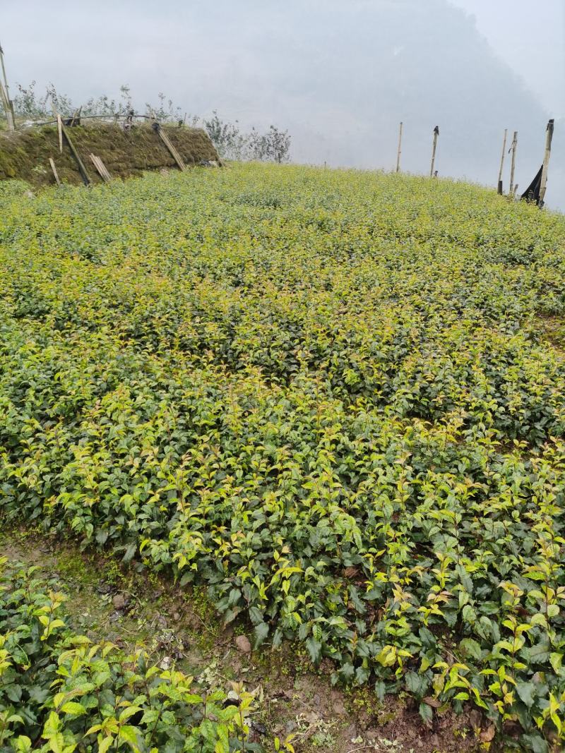 优良高产小叶苦丁茶苗