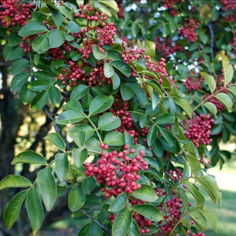 大红袍花椒苗批发基地直销花椒苗嫁接无刺花椒苗良心苗