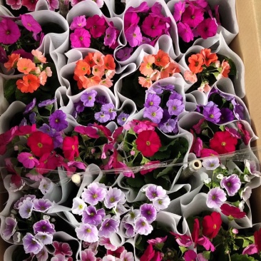 四季樱花观赏植物养护简单量大优惠基地直售