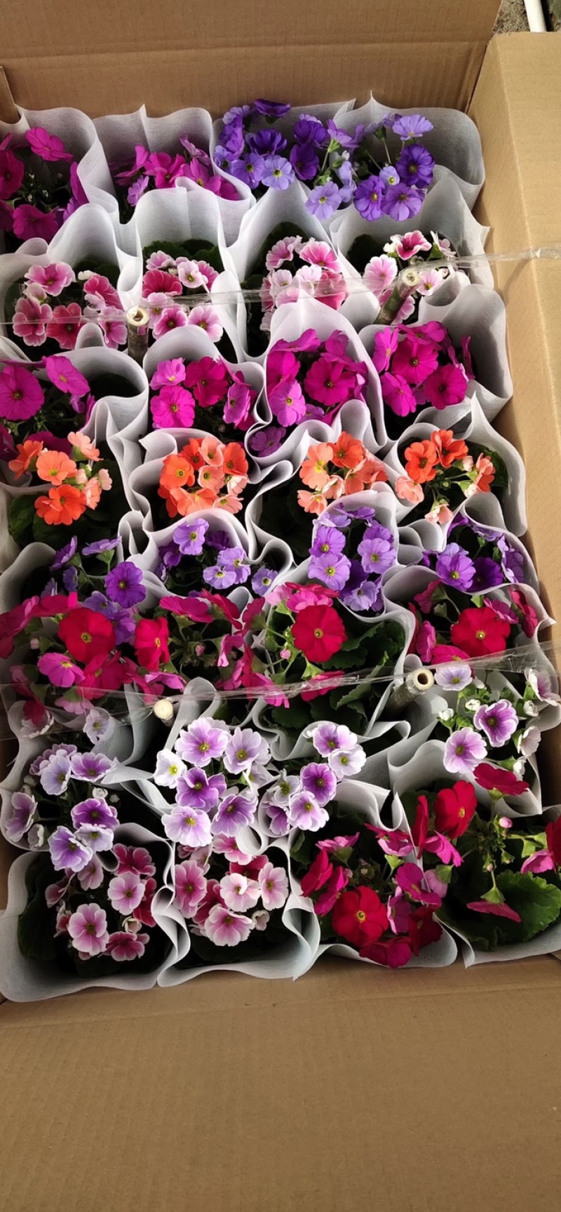 四季樱花观赏植物养护简单量大优惠基地直售