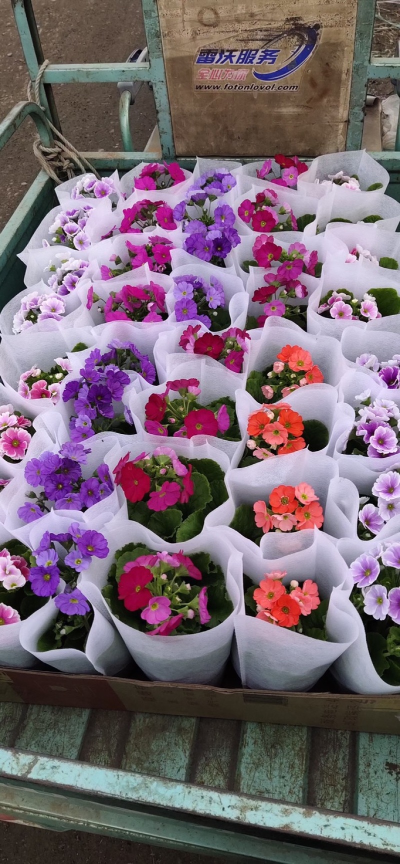 四季樱花观赏植物养护简单量大优惠基地直售