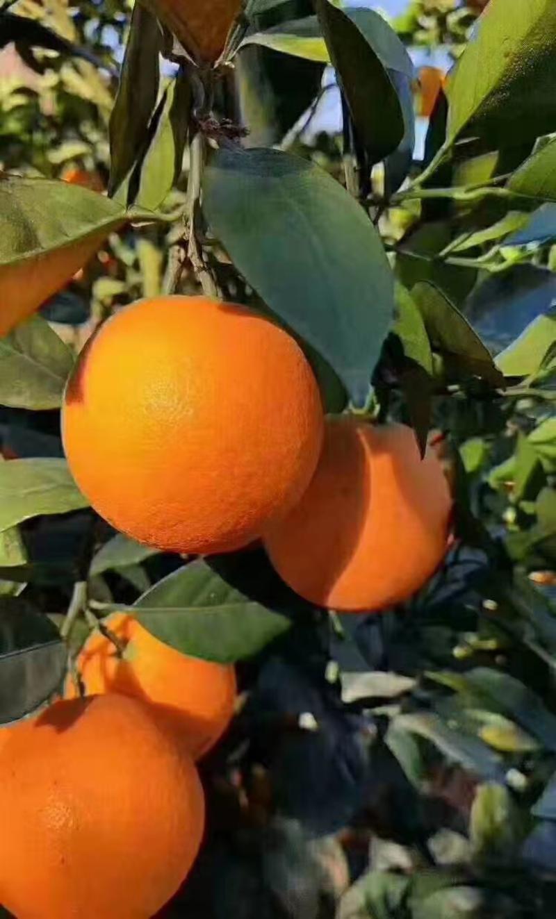 湖北秭归橙子夏橙等各类橙子原产地一手货源大量供应