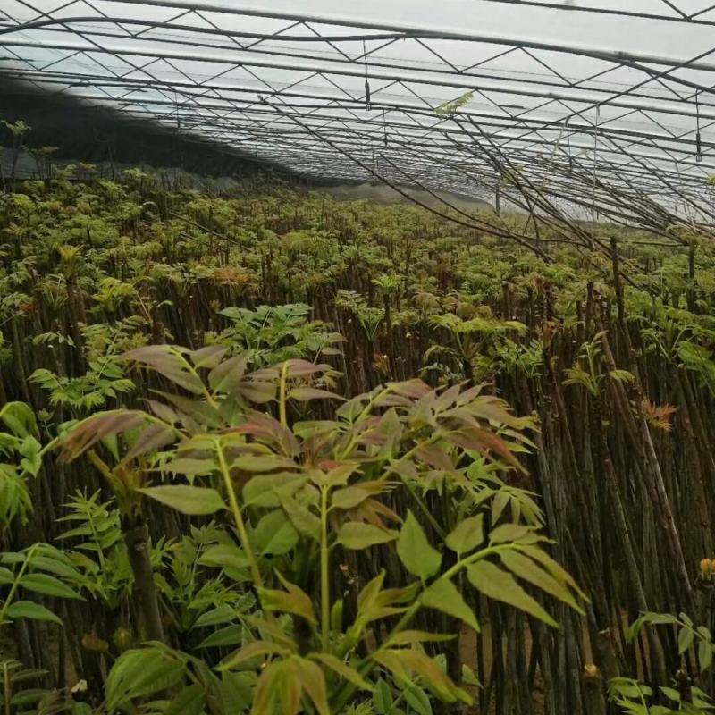 香椿苗红油香椿苗批发大棚露天都可种植30年技术支持